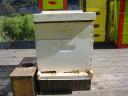 Hive placed in Alemany Farm