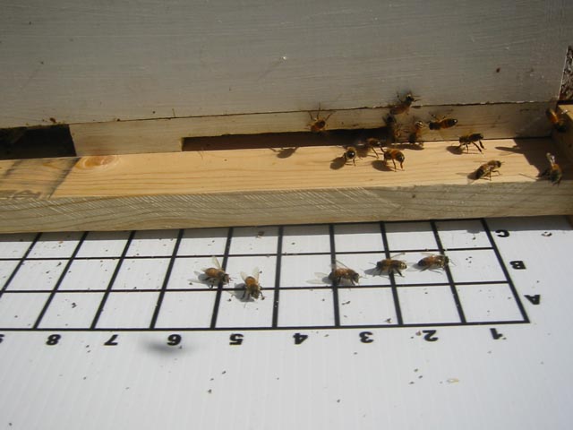 Bees on mite catcher