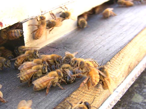 Bee defense